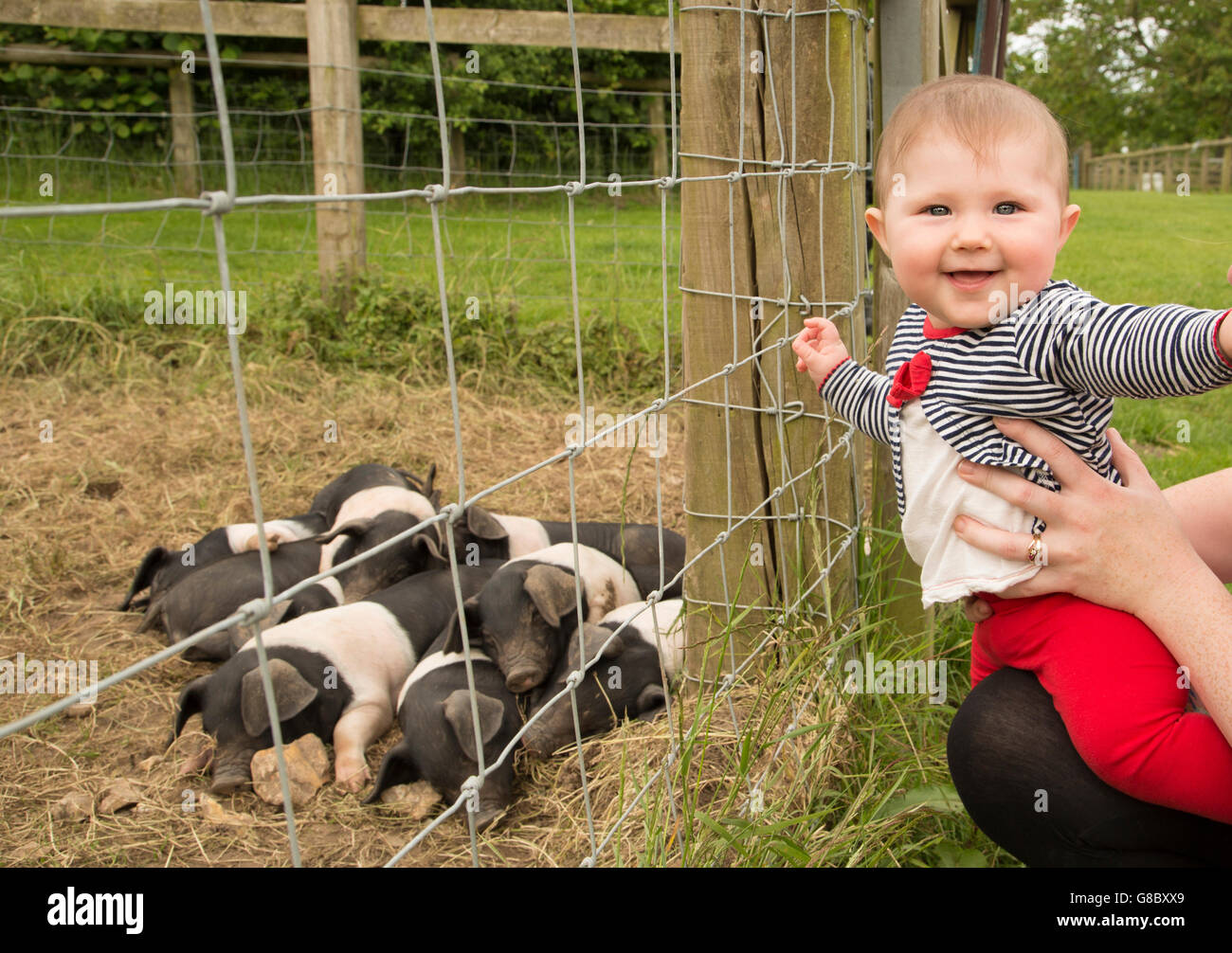 Baby girl looking at a piglets on a farm Stock Photo
