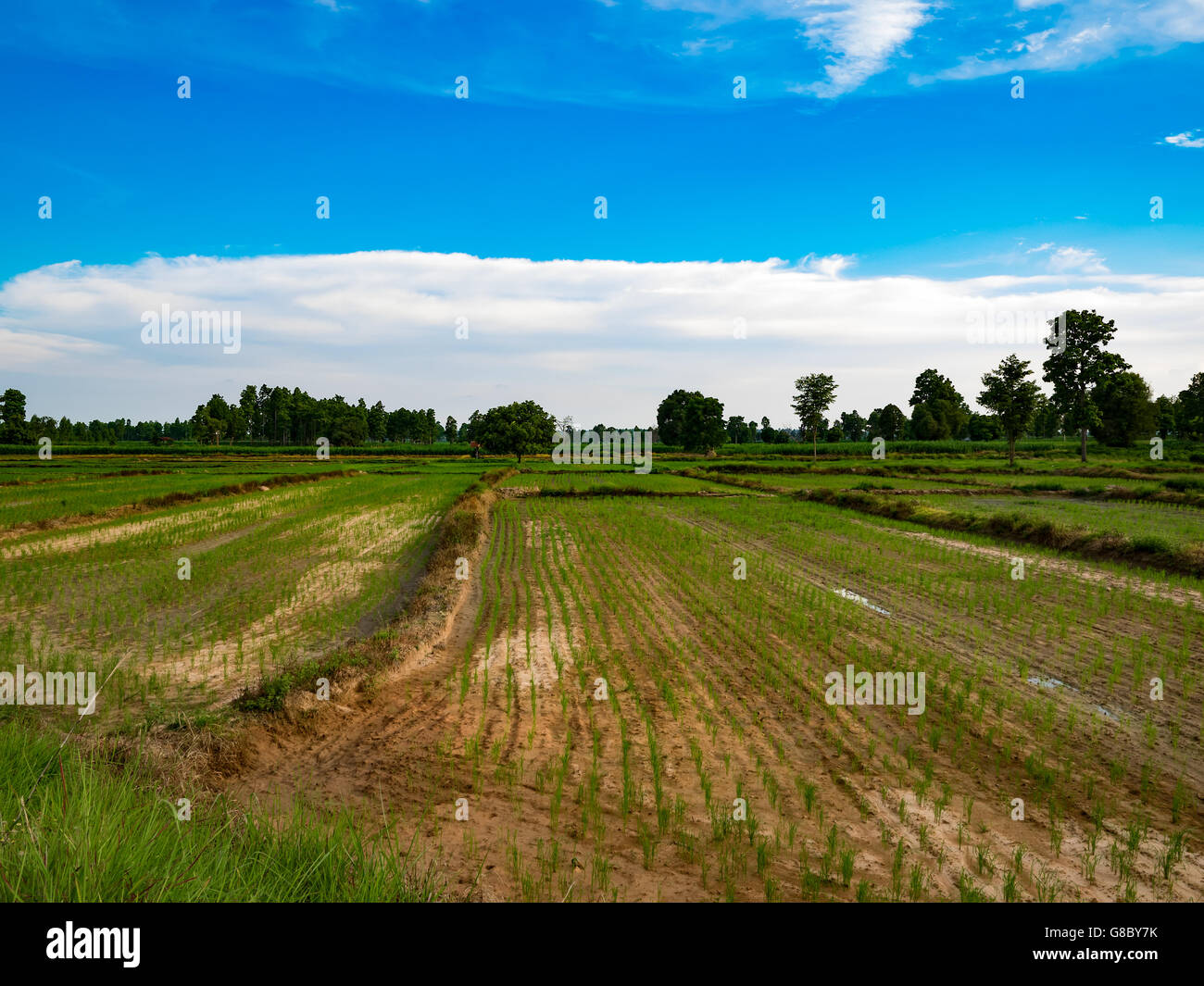 rice field, farm, meadow, pasture,paddy,croft,farm,thailand,thai Stock Photo