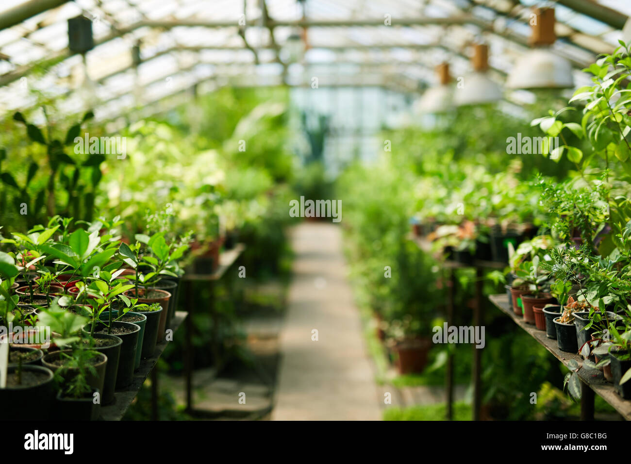 Interior of greenhouse Stock Photo - Alamy