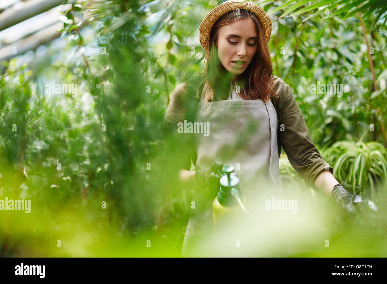 Watering thuja Stock Photo
