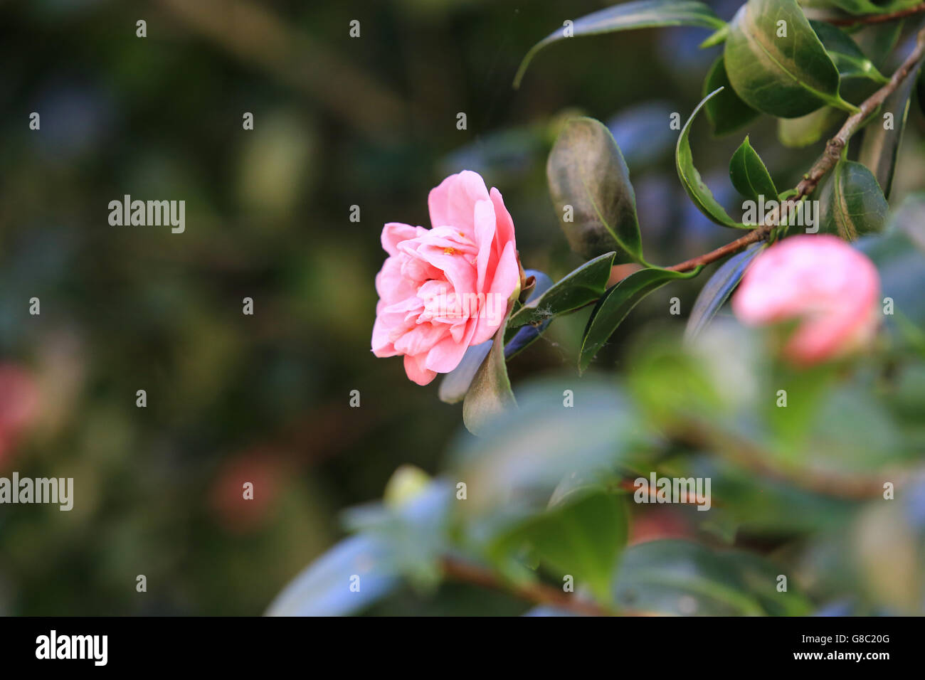 Beautiful pink blossom rose in a garden Stock Photo - Alamy