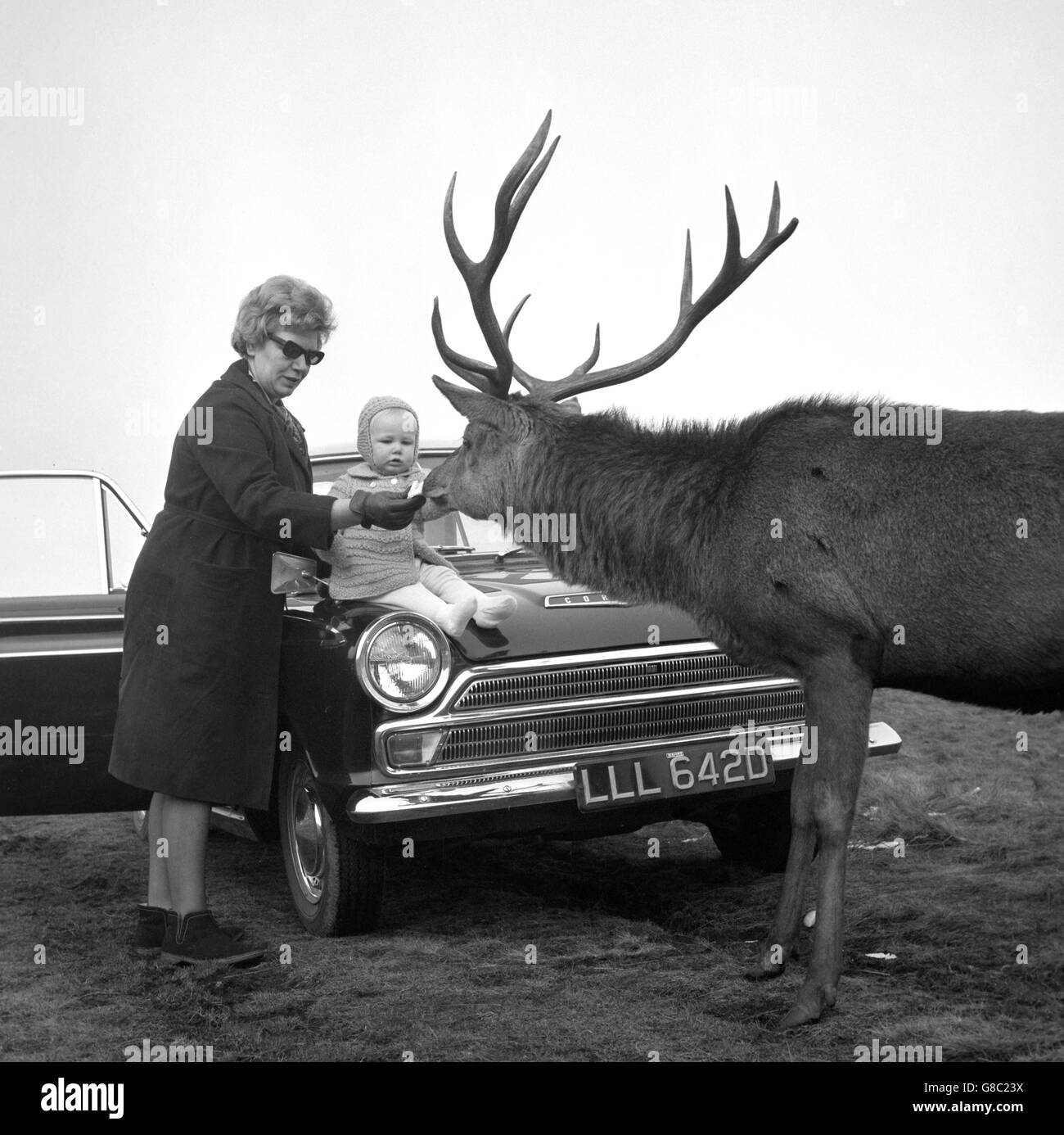 Joan Shaw and one-year-old daughter Erica Jane of Gatley, Cheshire, offer food to a deer in Lyme Park, a National Trust Reserve in Cheshire. Stock Photo