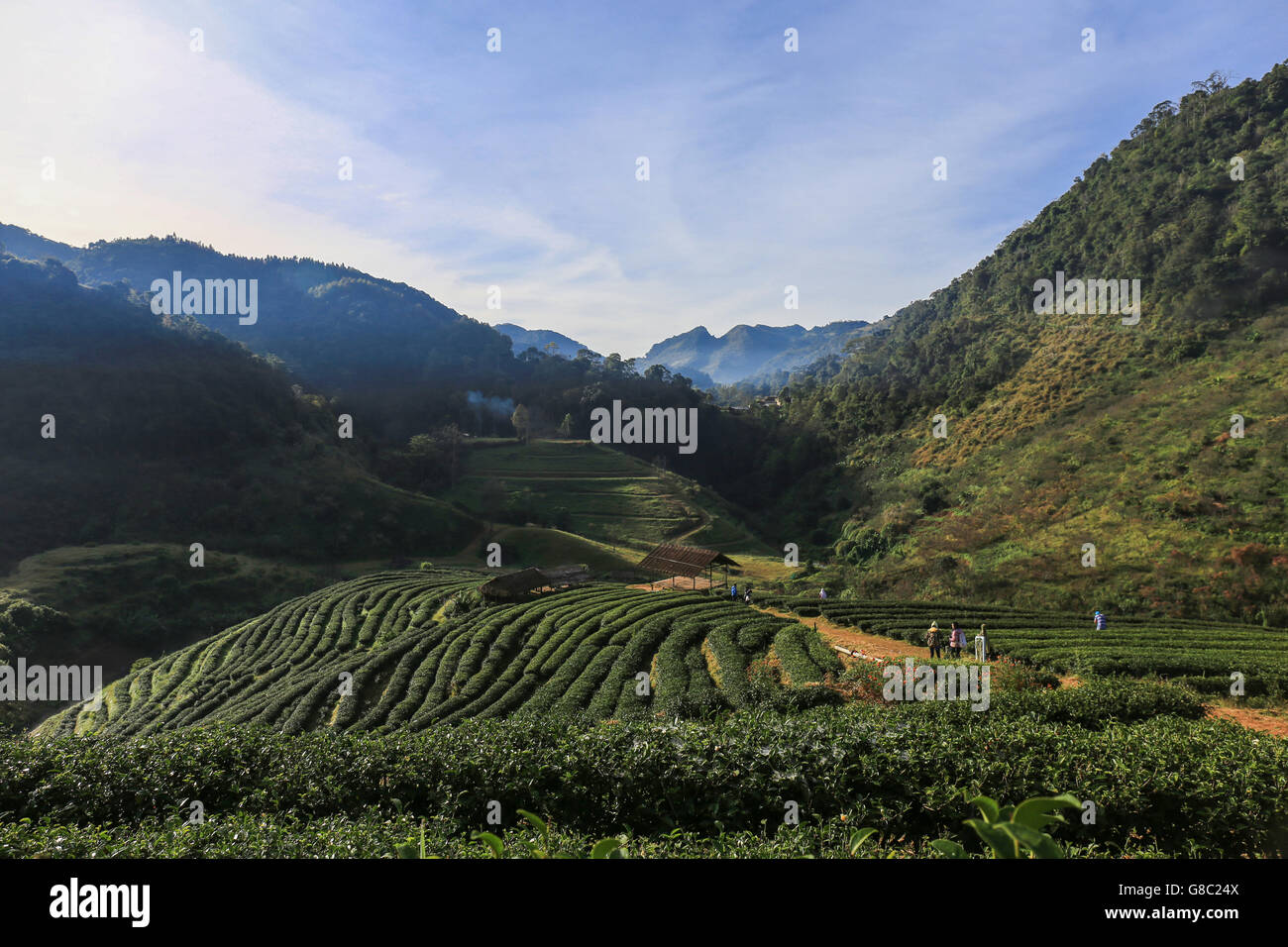 tea plantation landscape in the morning Stock Photo