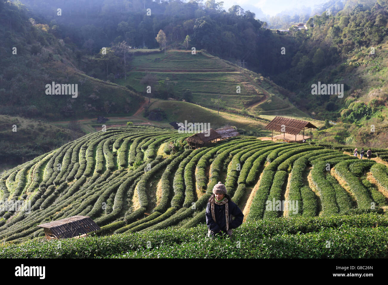 Men pick up tea leafs by hand at tea garden in Thailand Stock Photo