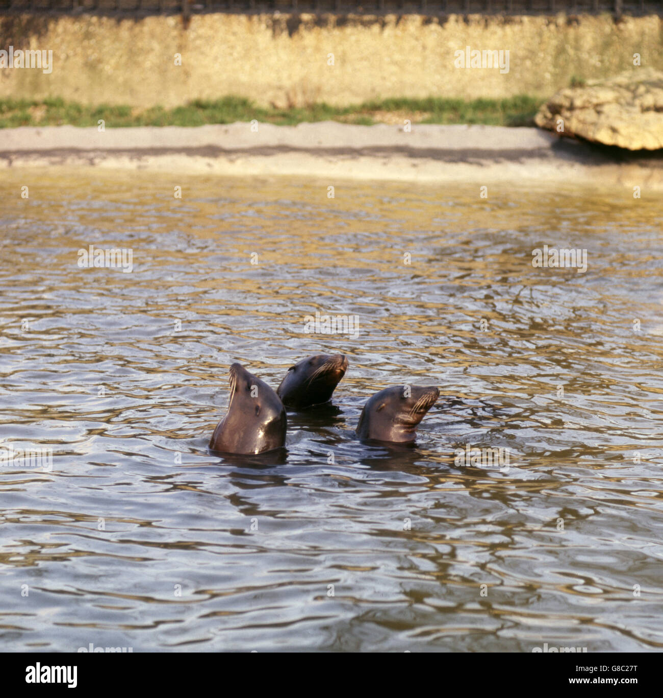 Californian sealions in the pool at London Zoo, Regent's Park, London. Stock Photo