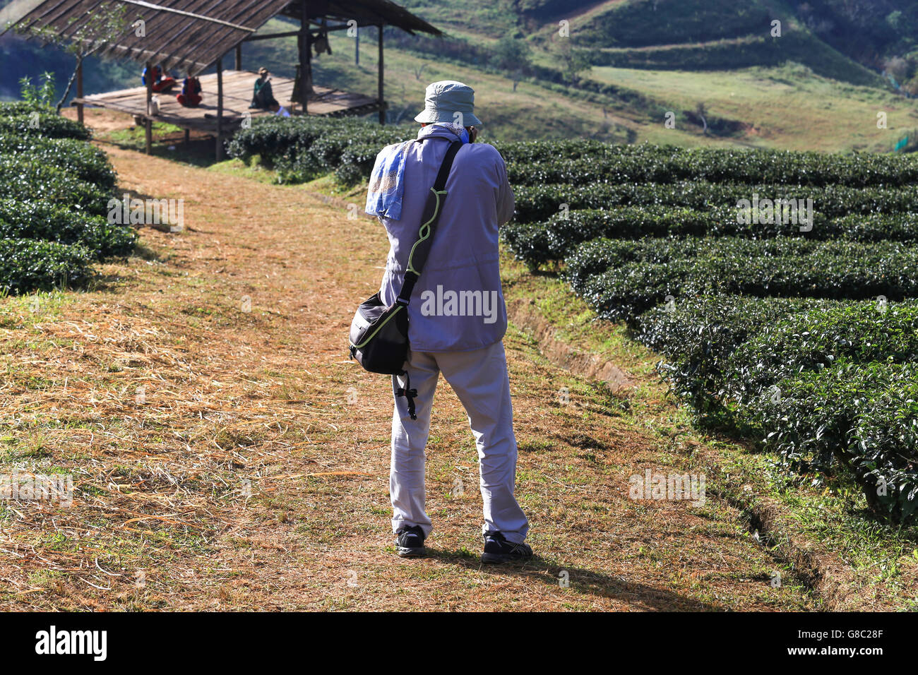 The tourist photographer in green tea garden Stock Photo