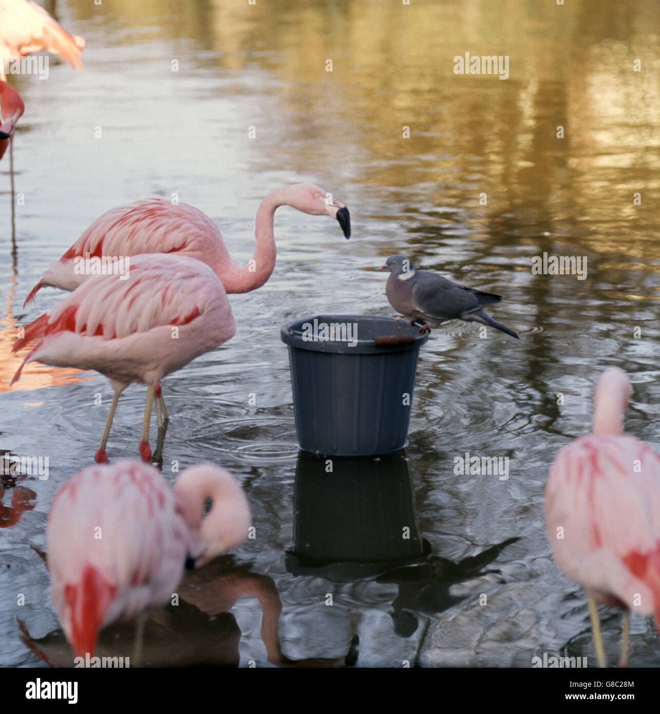 Animals - London Zoo - Regent's Park, London. A pigeon shares a food bucket with the Flamingos at London Zoo, Regent's Park, London. Stock Photo