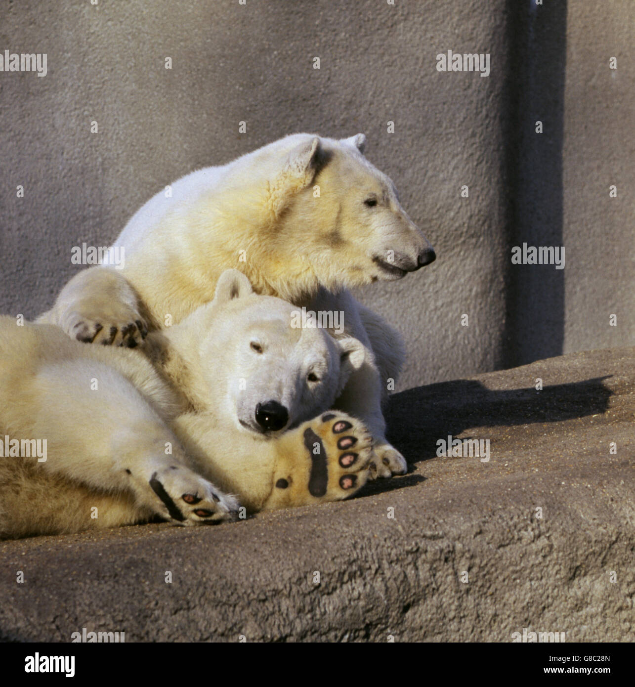 Animals - London Zoo - Regent's Park, London Stock Photo