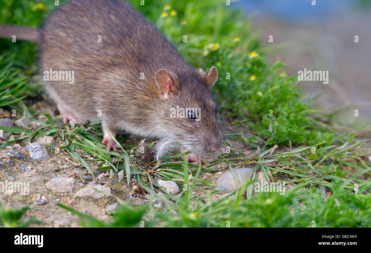 Brown rat Rattus norvegicus feeding on the edge of a duck pond eating