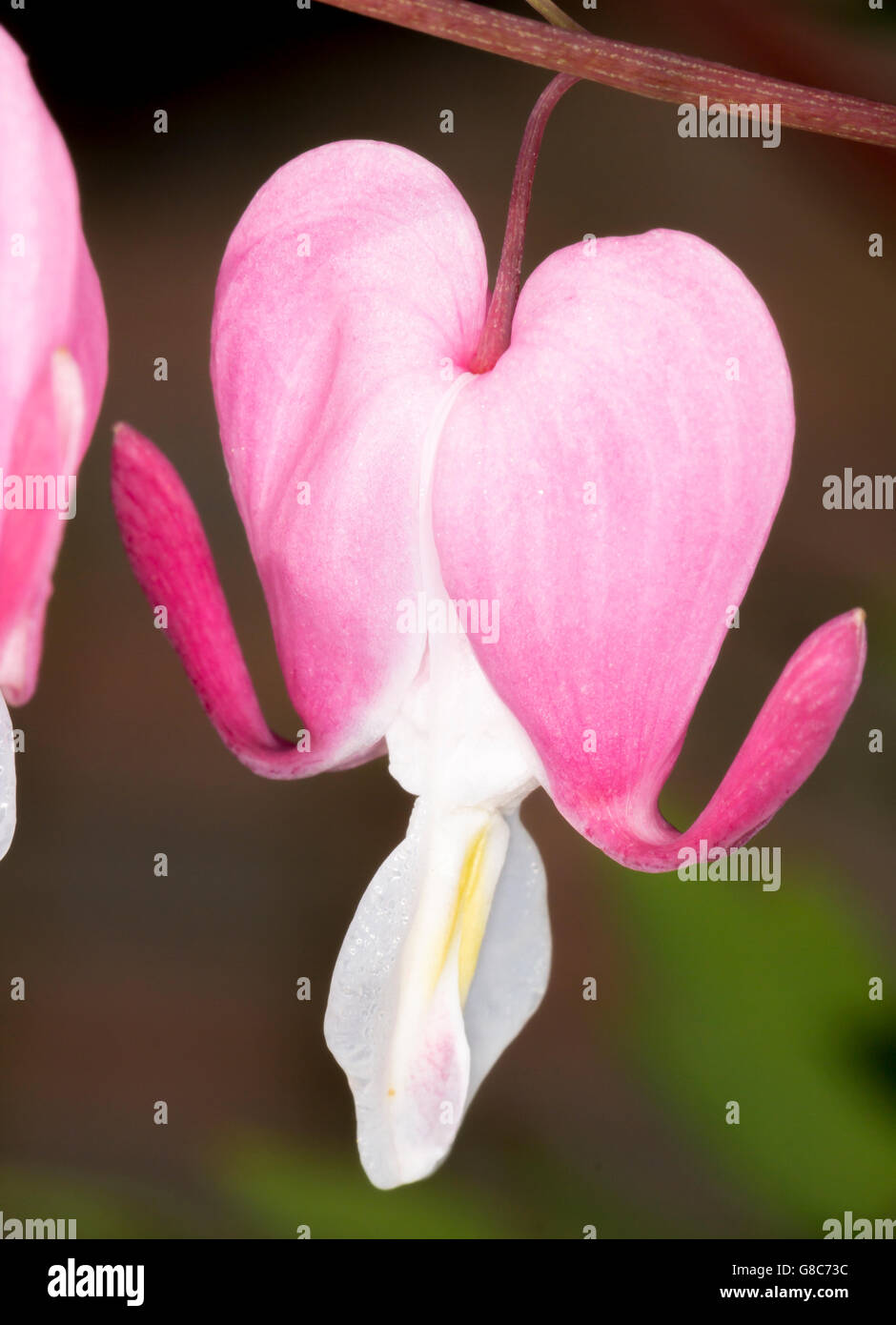 Bleeding Heart Flowers Close Up macro image Stock Photo
