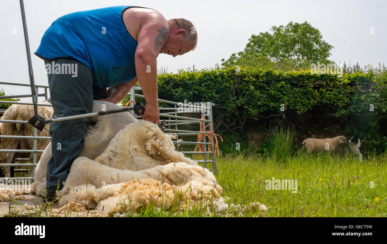 sheep shearing by local farmer Stock Photo Alamy