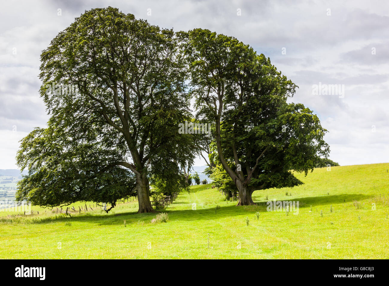 Linley Beeches Linley shropshire hi-res stock photography and images - Alamy