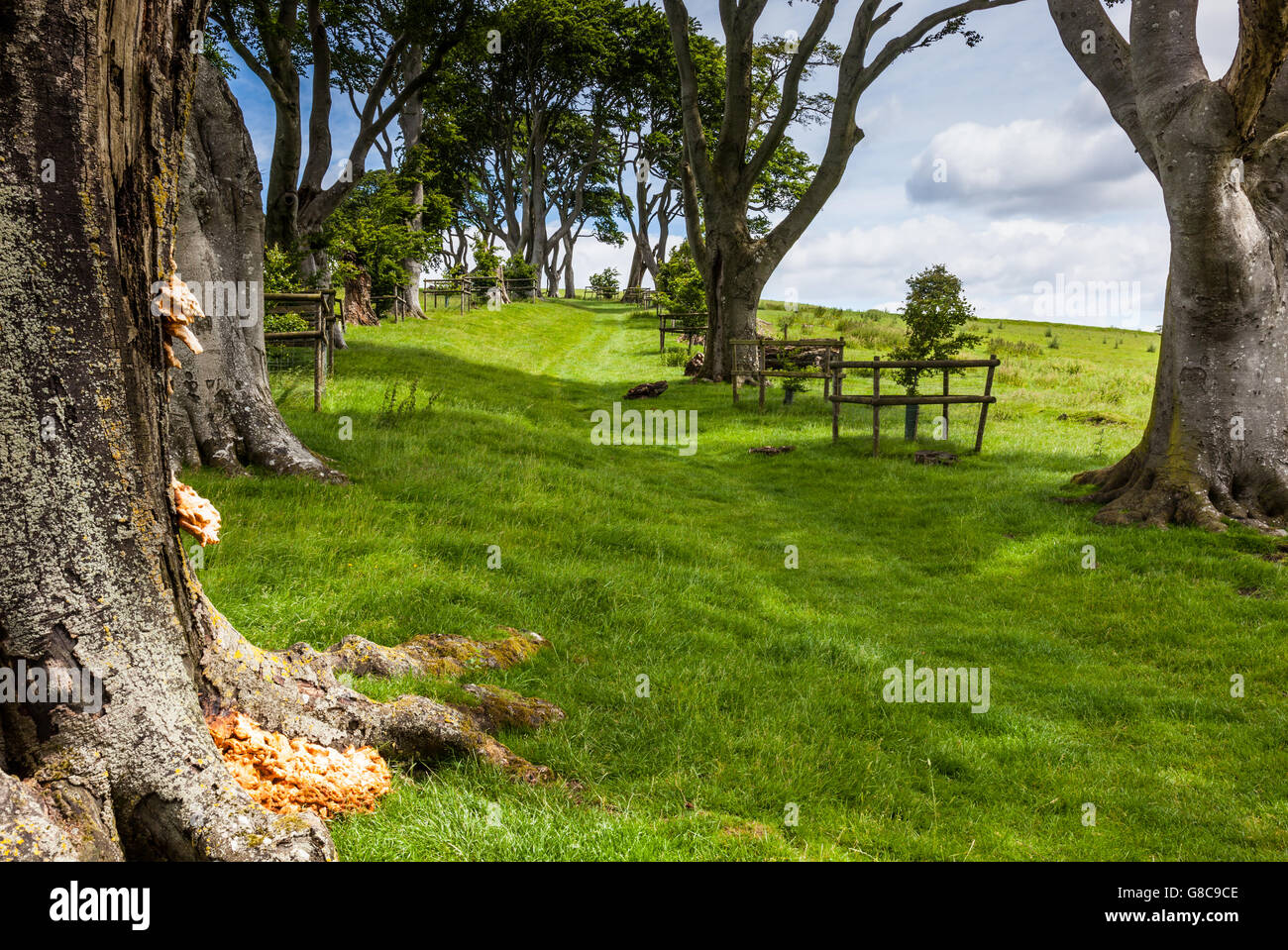 Linley Beeches Linley beeches hi-res stock photography and images - Alamy