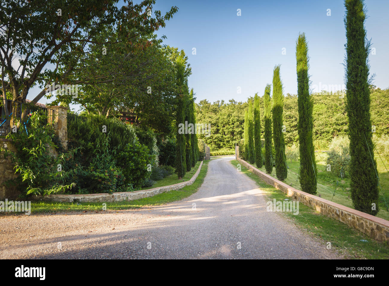 Cypress aroun road in spring weather Stock Photo Alamy