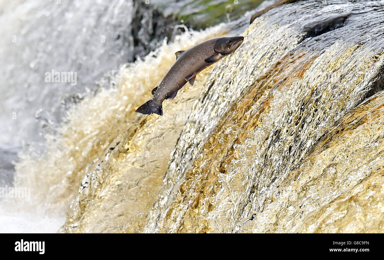 Sea trout jump up a wear wall at Hexham in Northumberland on their migration up the River Tyne. Stock Photo