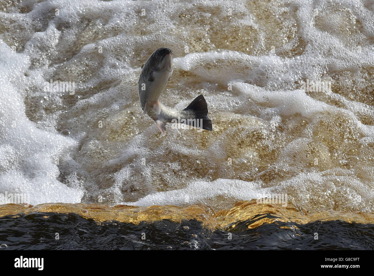 Sea trout in the Tyne. Sea trout jump up a wear wall at Hexham in Northumberland on their migration up the River Tyne. Stock Photo