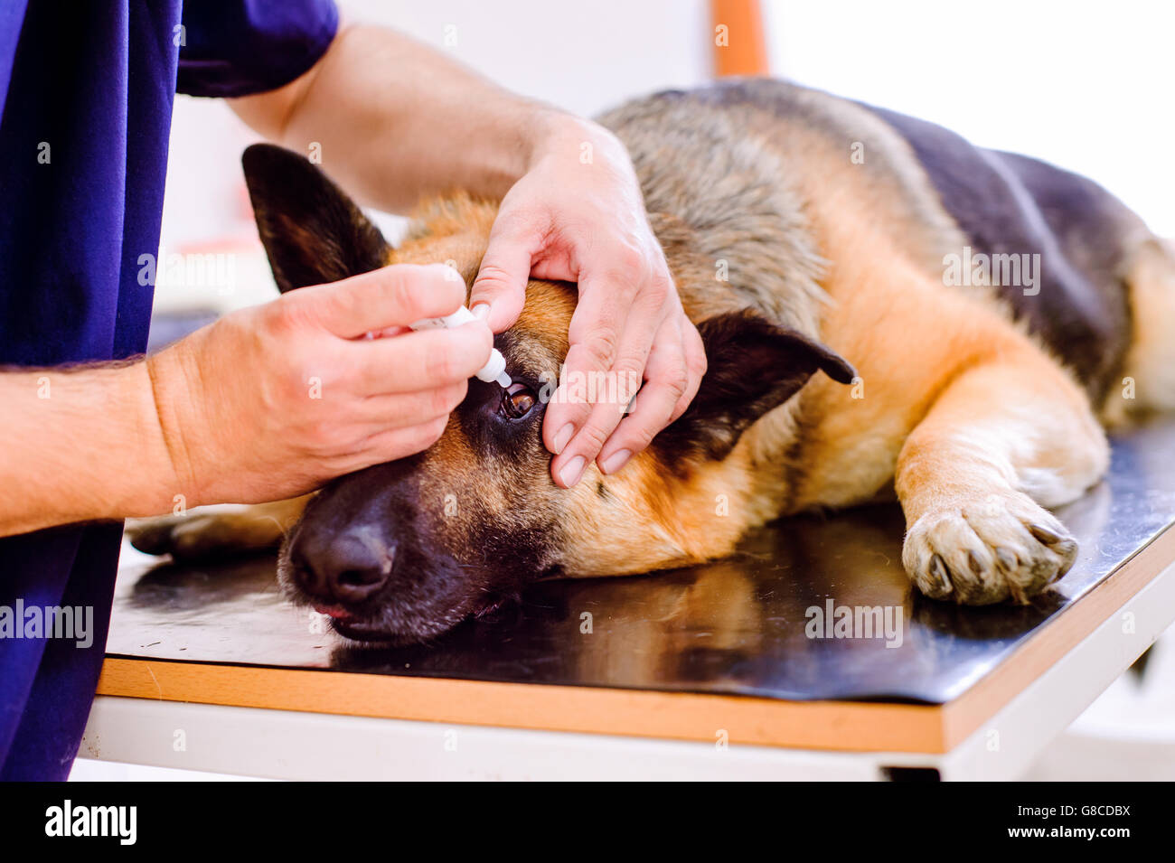 Veterinarian applying eye drops to the German Shepherd dog Stock Photo