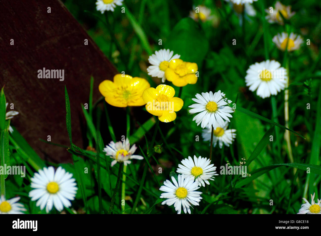 Buttercups under chin black and white hires stock photography and
