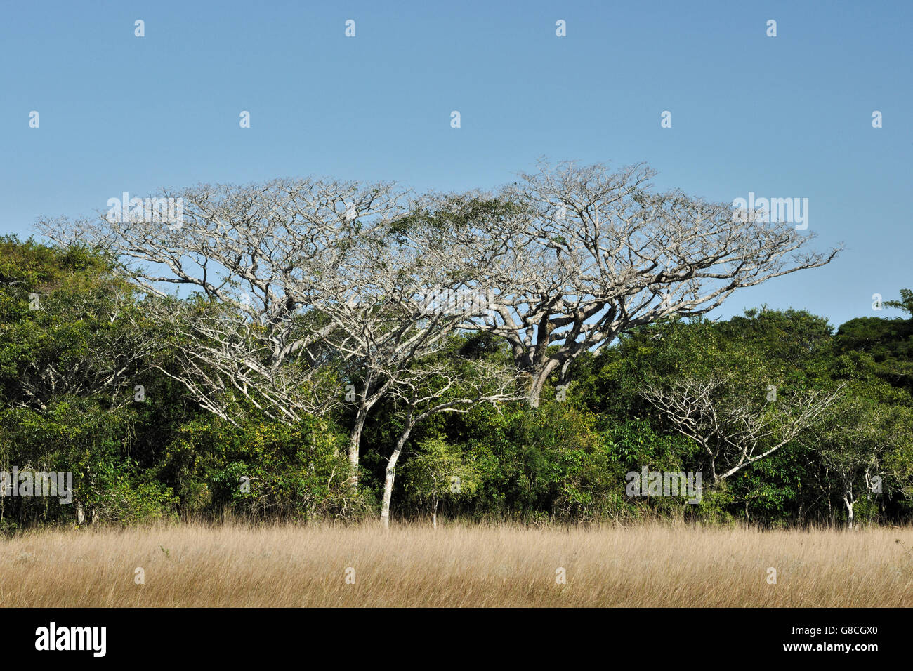 Mahogany trees, Pod, Maputo Special Reserve, Mozambique. Stock Photo