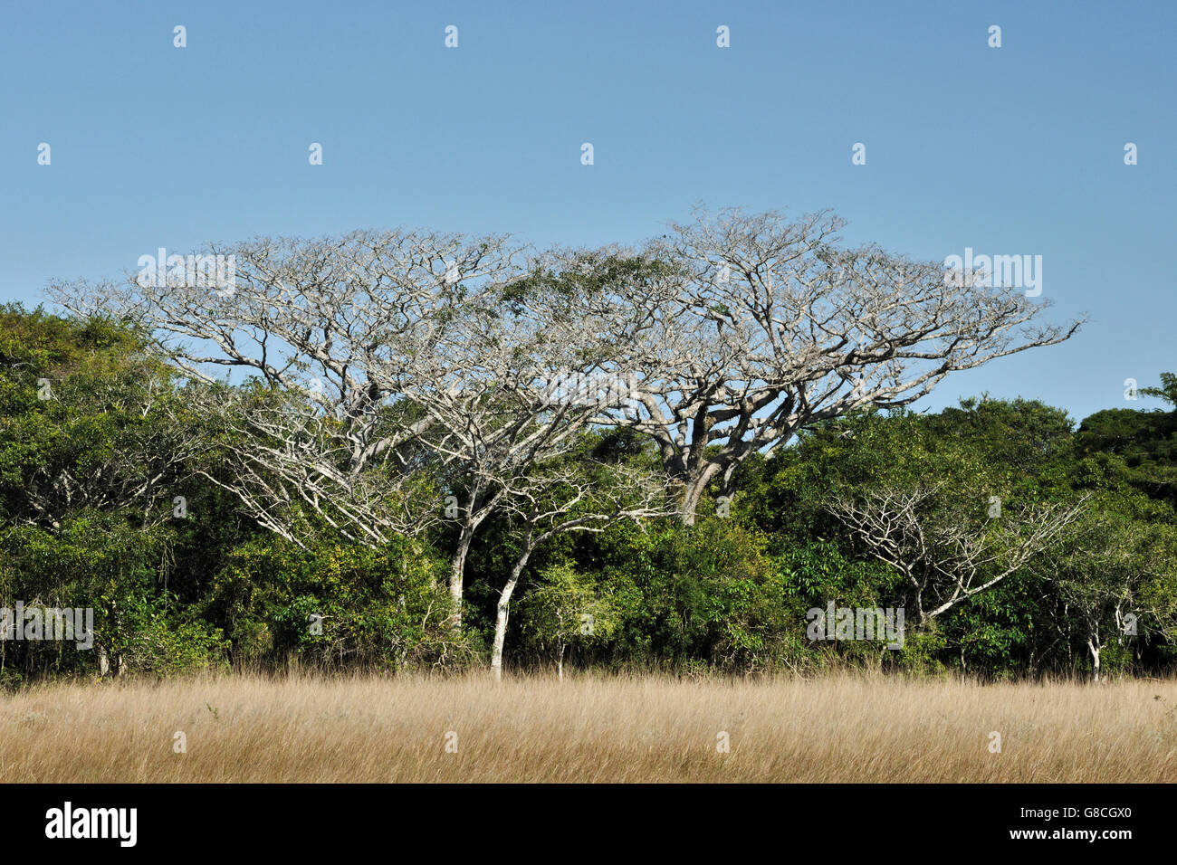 Broad Leaf Mahogany, False Mahogany (Swietenia Macrophylla King) Seeds On  Tree. Stock Photo, Picture and Royalty Free Image. Image 56624519.