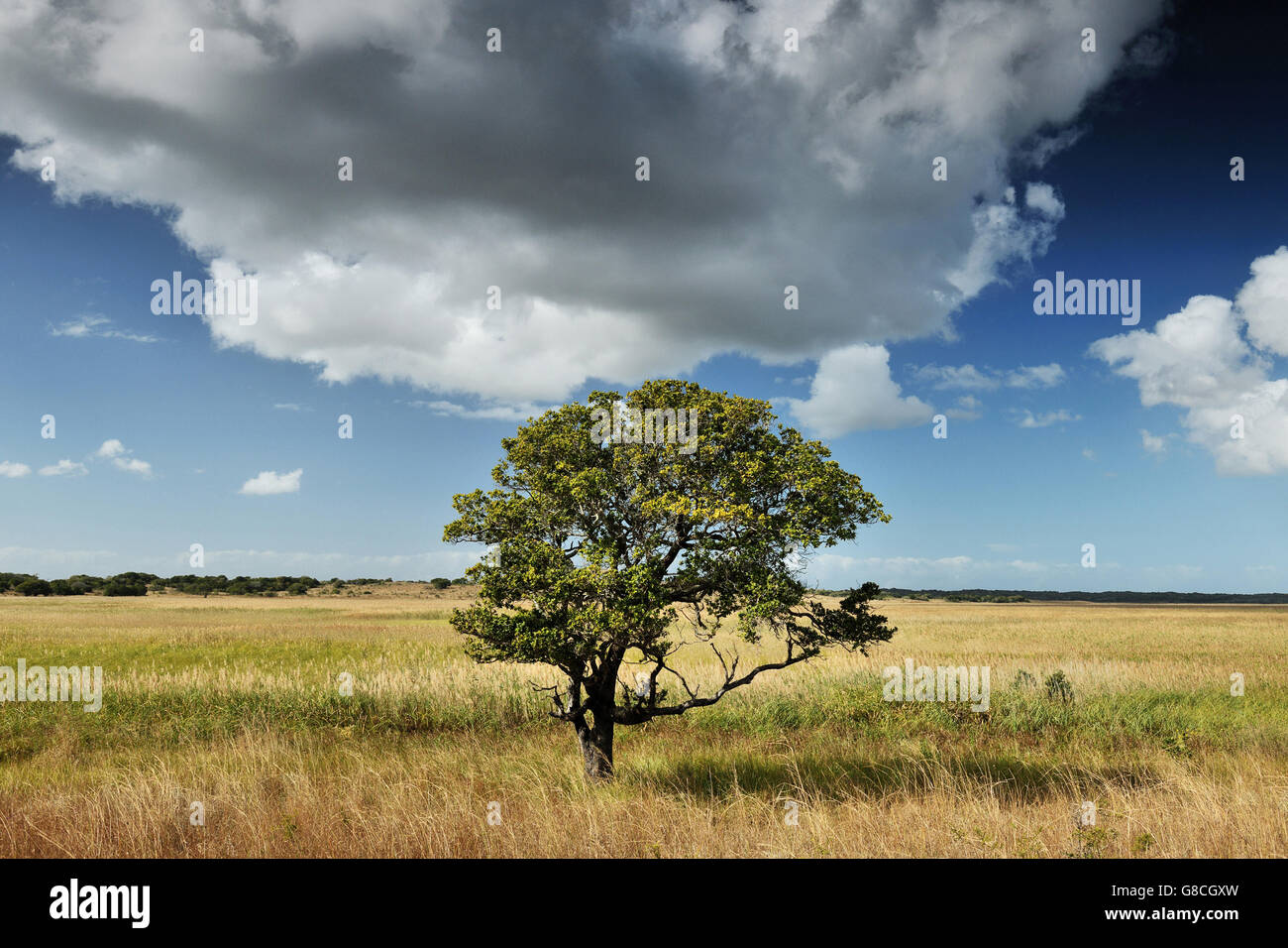 Maputo Tree Mozambique Maputo Special Reserve. Tree in vlei Stock Photo - Alamy