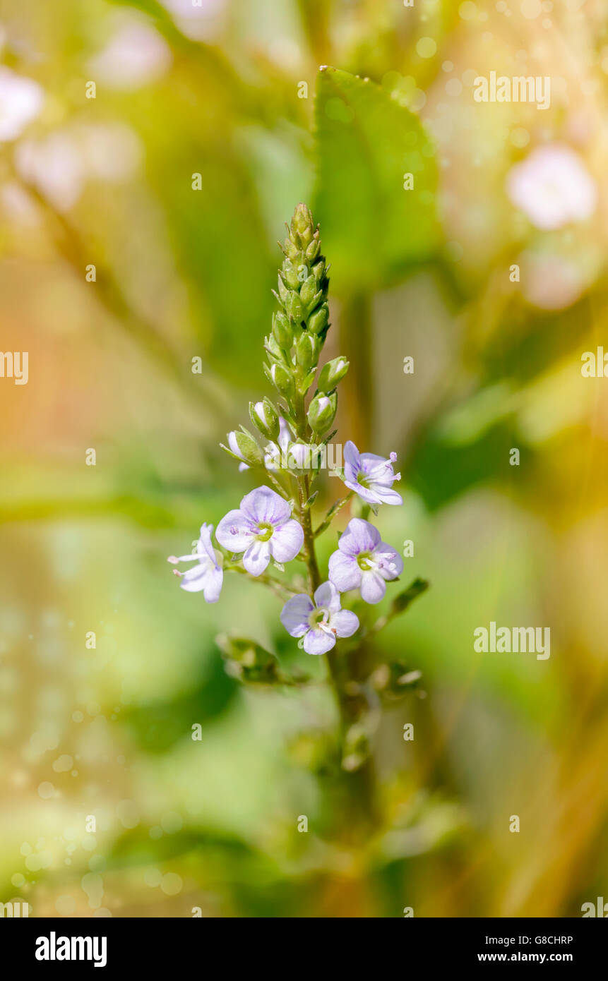 A pink Veronica anagallis-aquatica flower, also called water speedwell ...