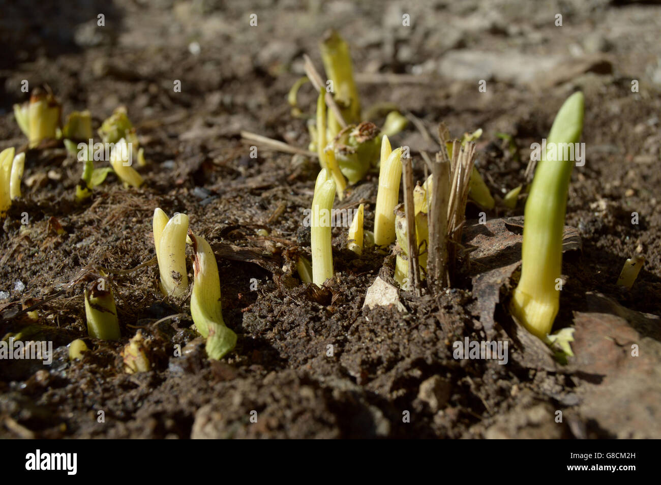Daylily germinate in early spring Stock Photo