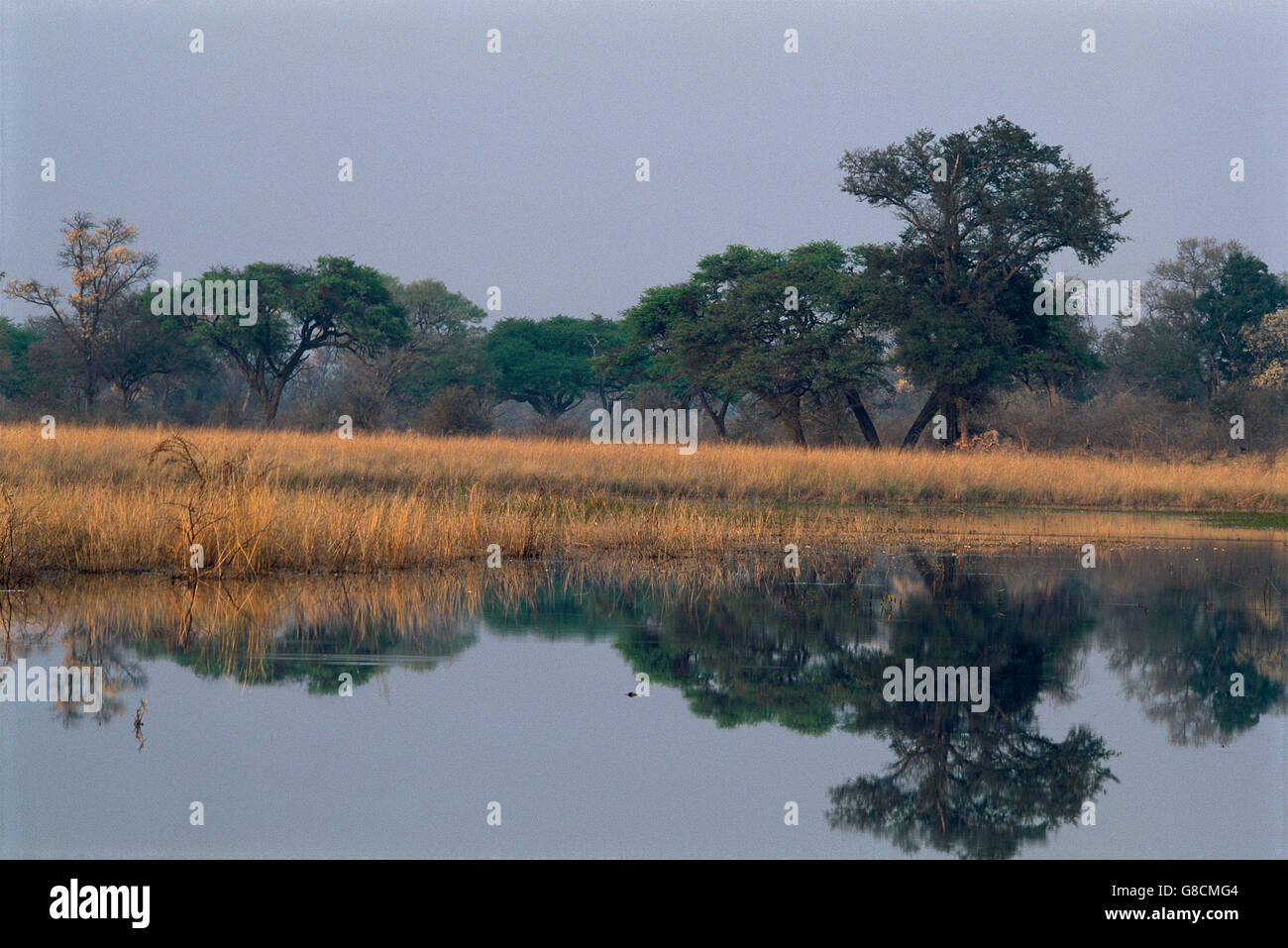 Bushveld on Kwando River Banks, Namibia. Stock Photo