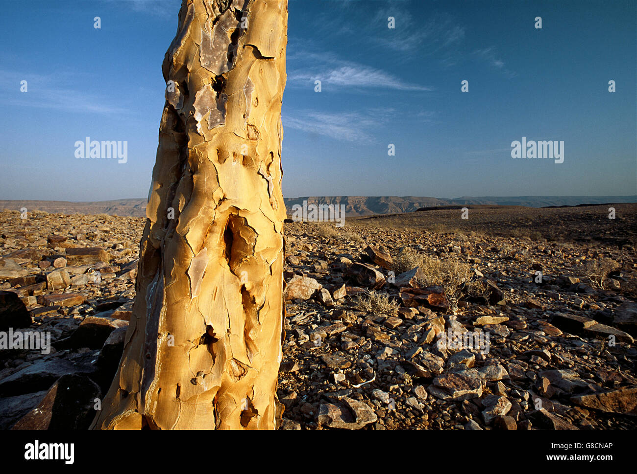 Quiver tree, Aloe dichotoma, Fish River Canyon, Namibia. Stock Photo