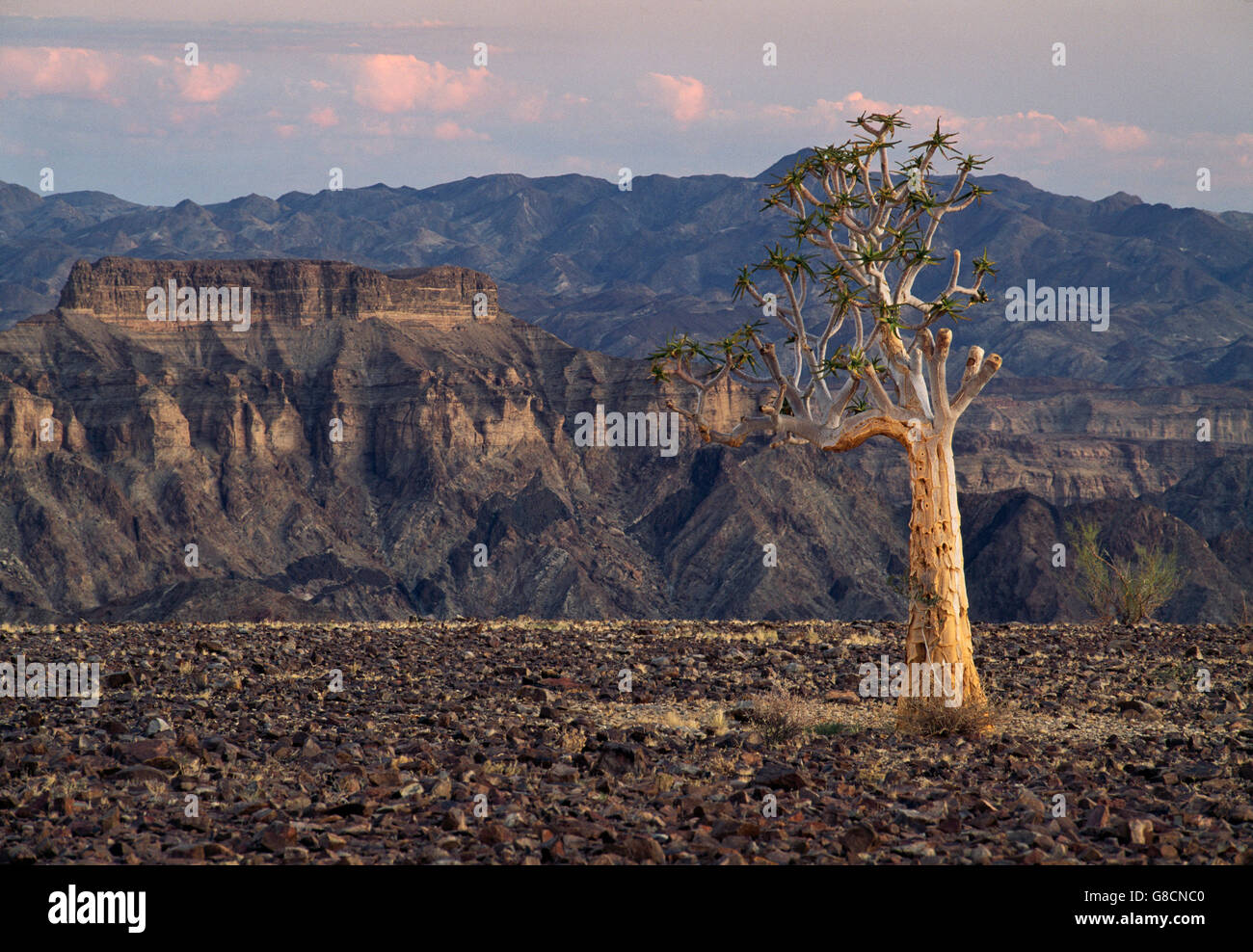 Young Quiver tree, Fish River Canyon, Namibia. Stock Photo