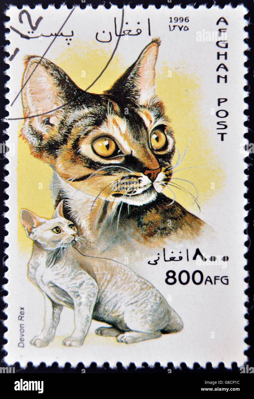 Афганская кошка