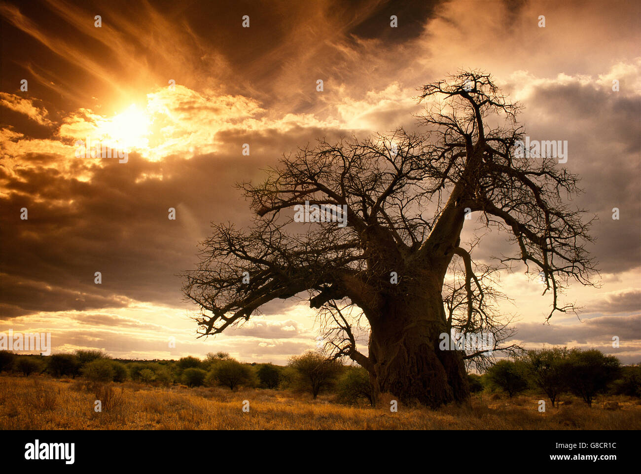 Baobab tree & golden sunlight, South African World Heritage Site, The Kingdom of Mapungubwe, South Africa. Stock Photo