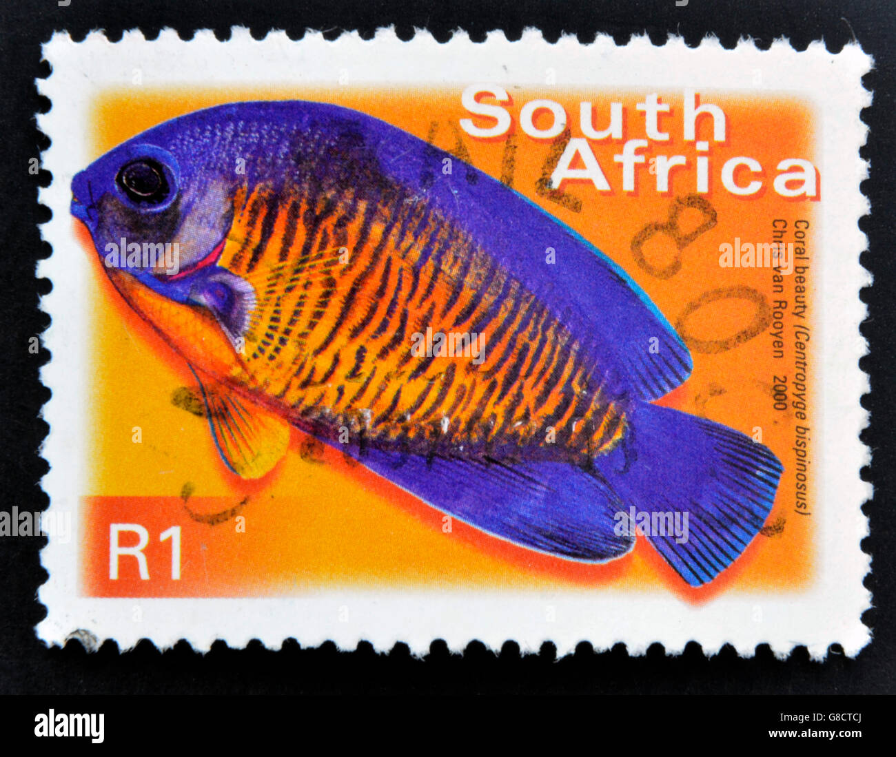 SOUTH AFRICA - CIRCA 2000: A stamp printed in RSA shows coral beauty, centropyge bispinosus, circa 2000 Stock Photo