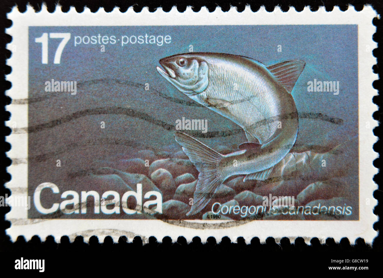 CANADA - CIRCA 1980: A stamp printed in Canada shows Coregonus canadensis, circa 1980 Stock Photo