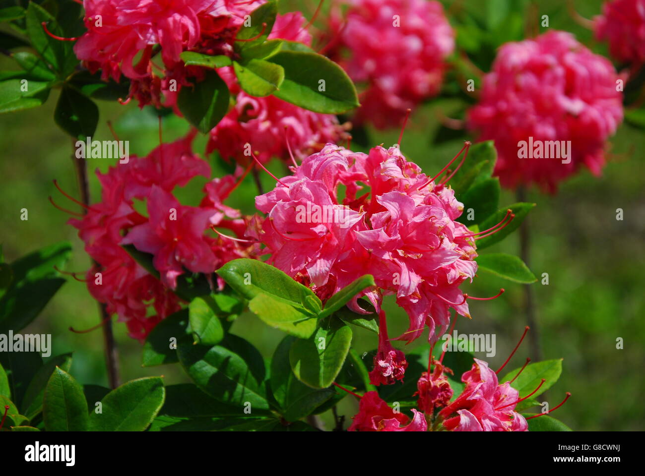 Rhododendron, azalea Stock Photo