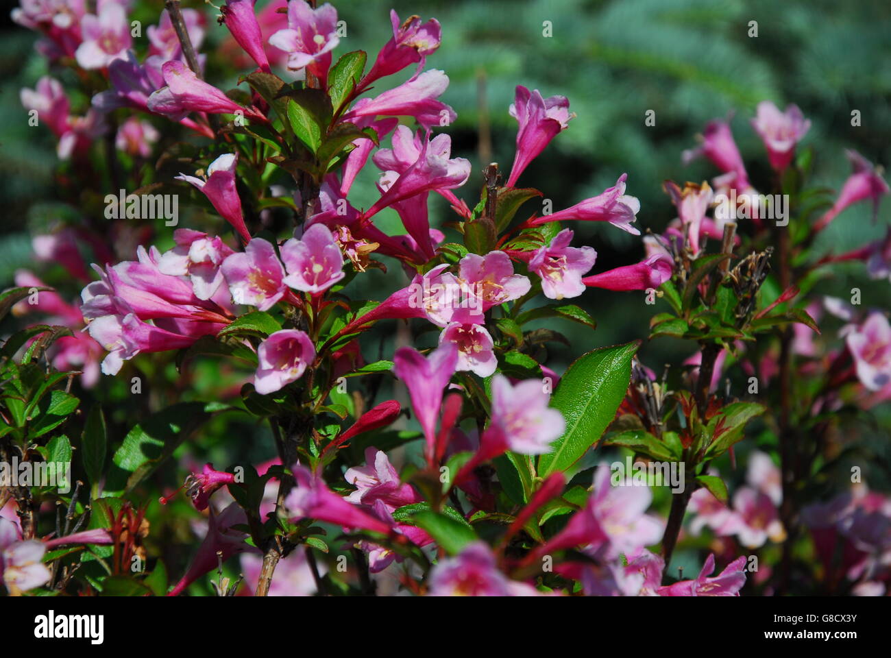 Weigela florida, foliis purpureis, caprifoliaceae Stock Photo Alamy