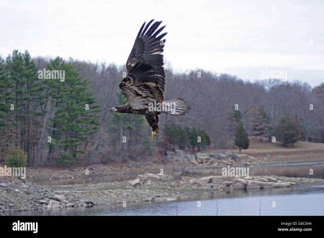 Young Bald Eagle Stock Photo Alamy