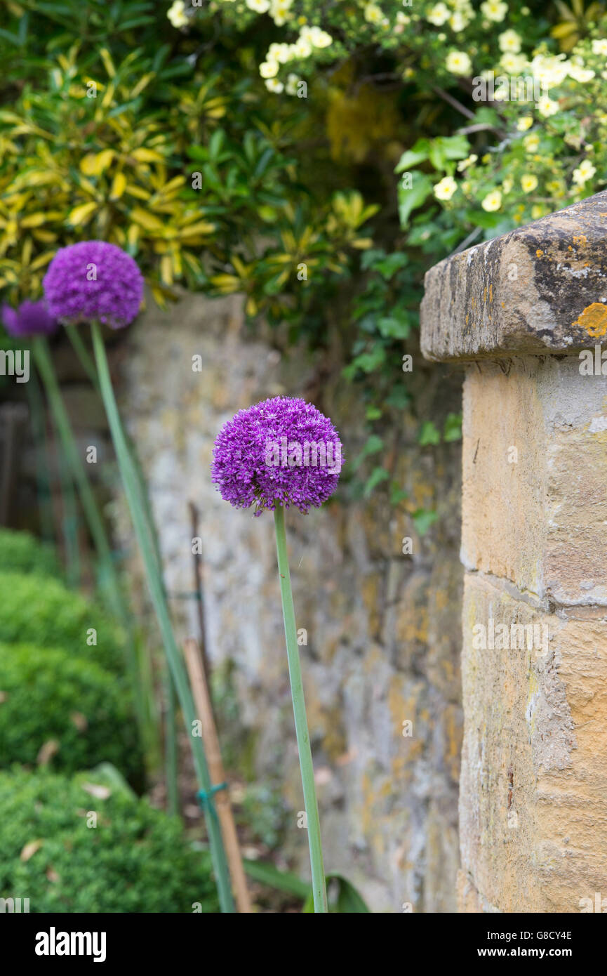 Allium flowers in front of a cotswold garden stone wall. Cotswolds, England Stock Photo