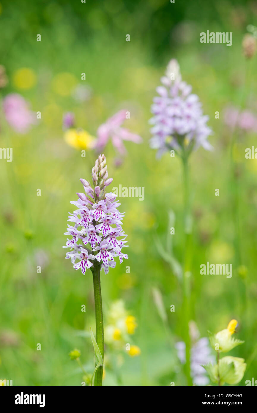 Dactylorhiza Fuchsii. Common spotted orchids in an English meadow Stock Photo