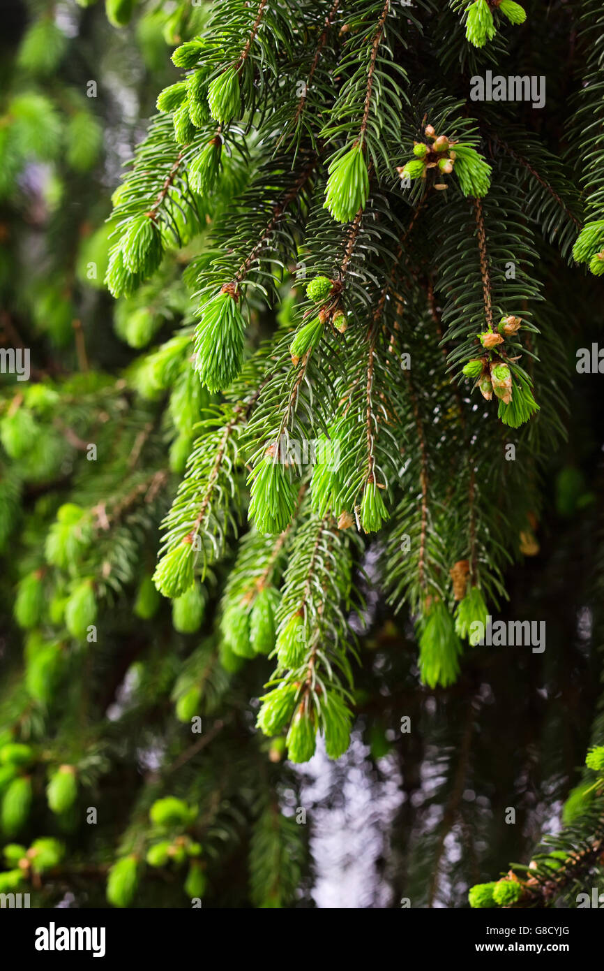 Young pine tree and larch tree hi-res stock photography and images - Alamy