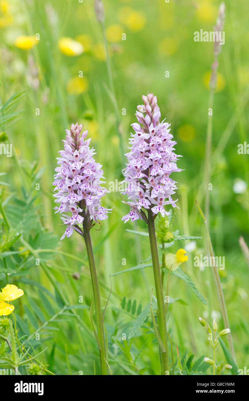 Dactylorhiza Fuchsii. Common spotted orchids in an English meadow Stock Photo