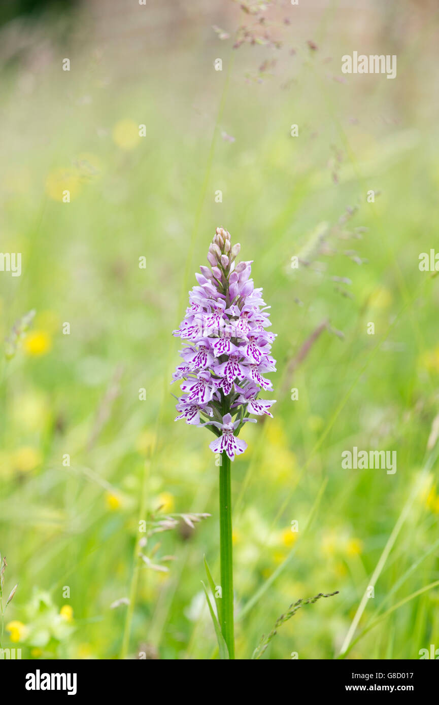 Dactylorhiza Fuchsii. Common spotted orchids in an English meadow Stock Photo