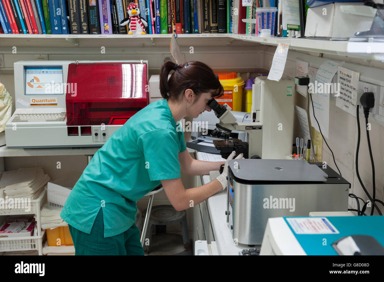 Veterinary nurse using a microscope. England Stock Photo