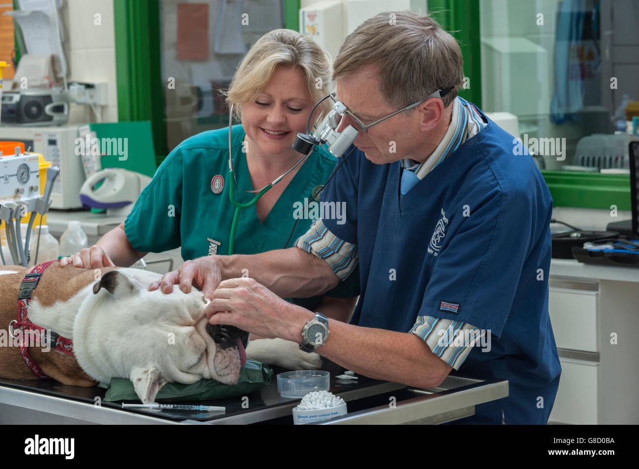 Veterinary surgeon and nurse operating on a dog Stock Photo Alamy