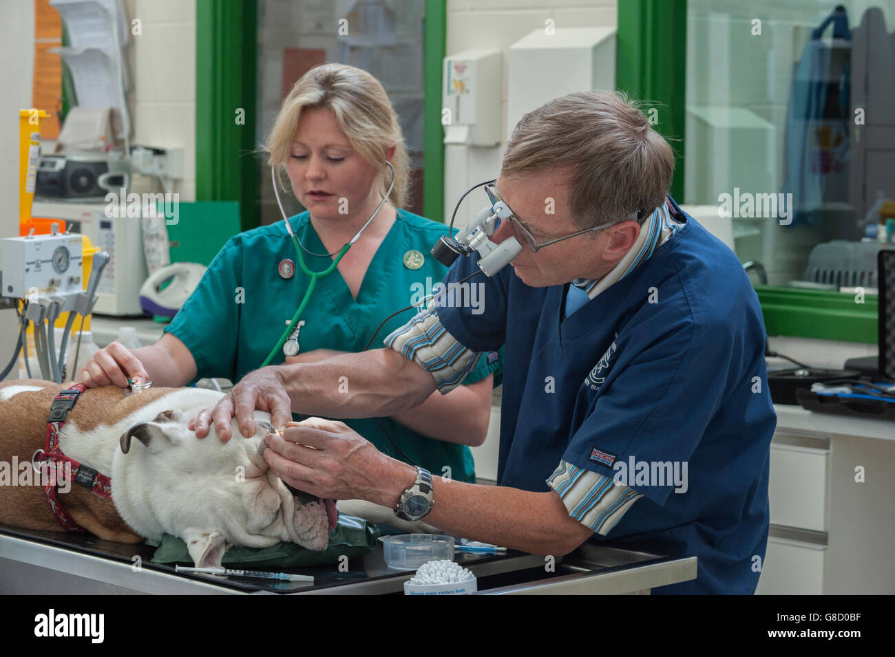 Veterinary surgeon and nurse operating on a dog Stock Photo