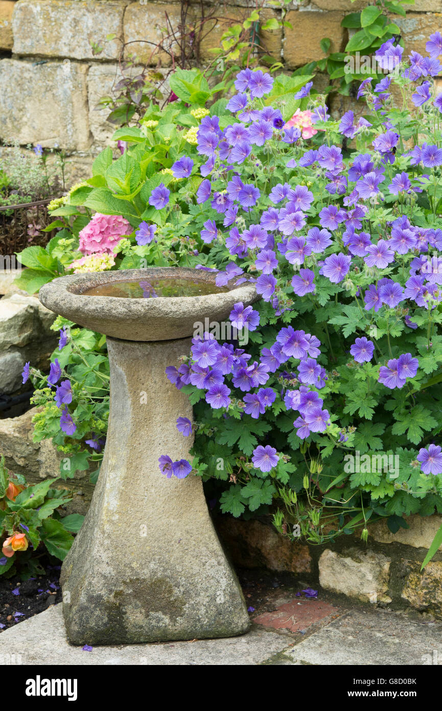Stone bird bath surrounded by geranium flowers in a cotswold garden. Cotswolds, England Stock Photo