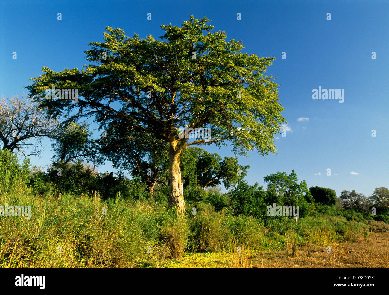 Fig tree, Lowveld scene, South Africa. Stock Photo