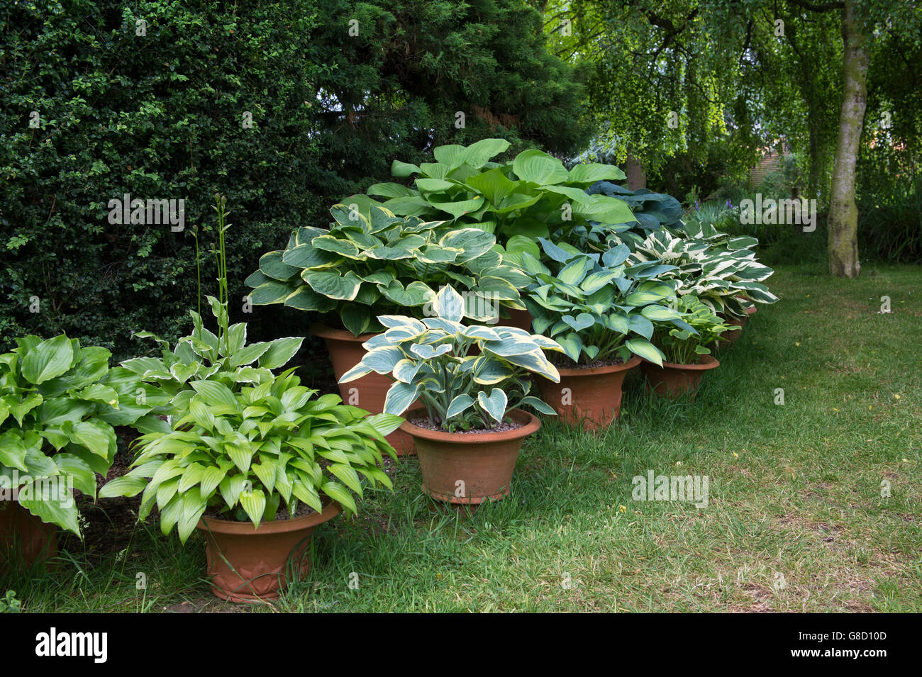 Hosta plants in plant pots in a cottage garden in the cotswolds. Ashton Under Hill, Wychavon district, Worcestershire, UK Stock Photo