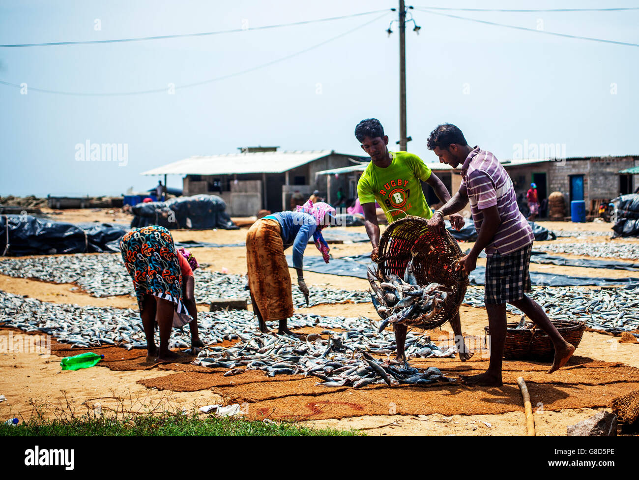 Fish market Negombo Sri Lanka men with basket tipping fish onto drying mats Stock Photo Alamy