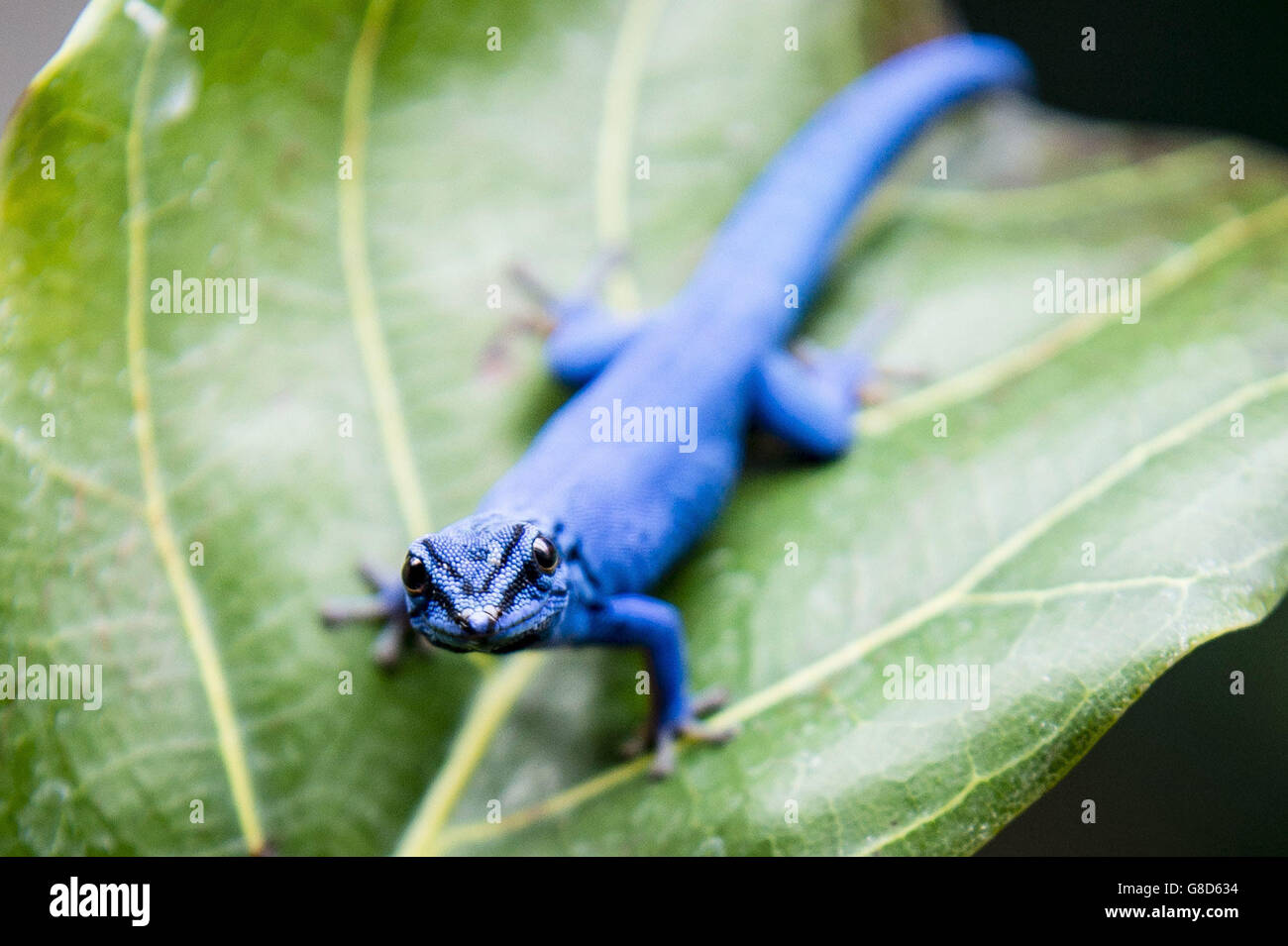 A critically endangered electric blue gecko sits on a leaf at Bristol Zoo, where one of around 165 of the rare breeds have been rescued and re-homed after they were smuggled into the country via Heathrow airport from Tanzania, believed to be destined for the pet trade. Stock Photo
